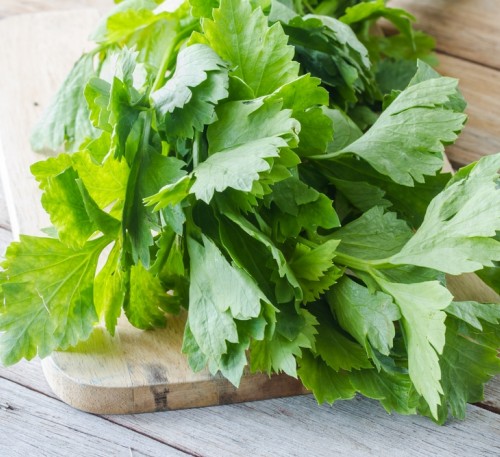 Celery Leaf Zefir 